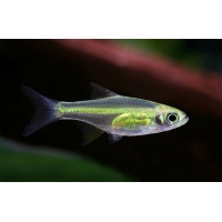 Rasbora Kubotai 1-2cm